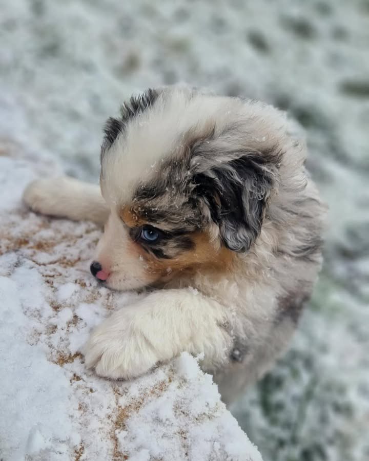 Jayden - Australian Shepherd Puppy